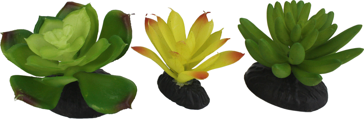 Komodo Succulent Plant