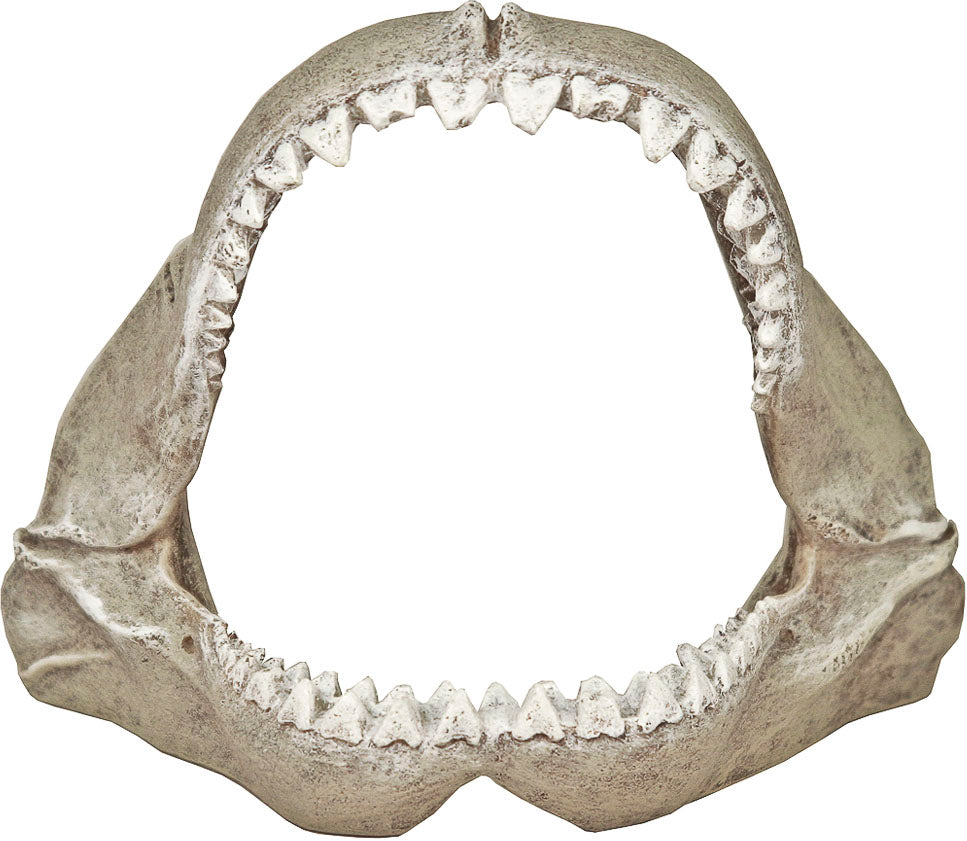 Exotic Environments Great White Shark Jaws