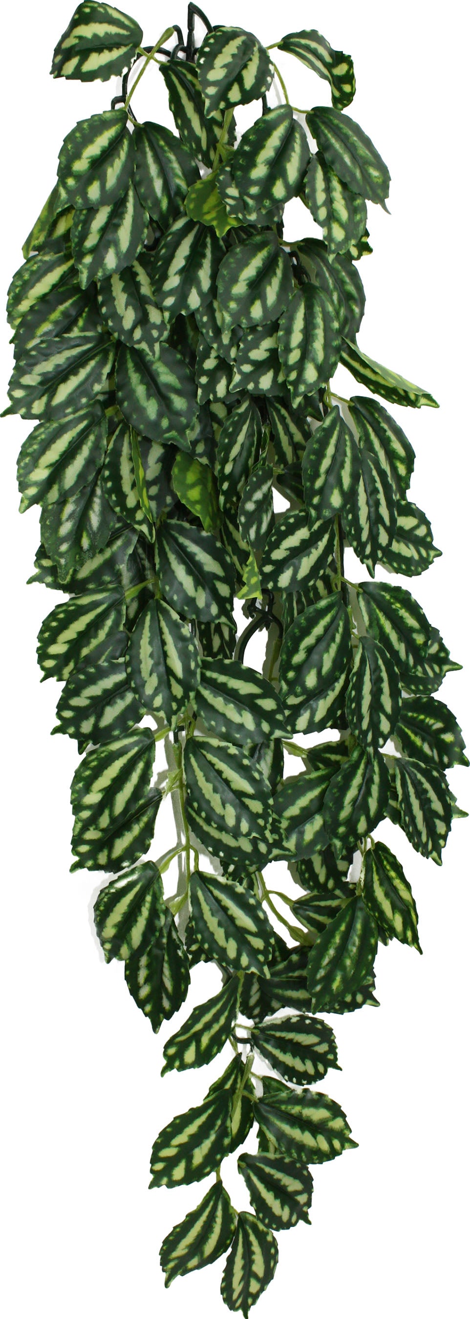Komodo Two Tone Climbing Plant