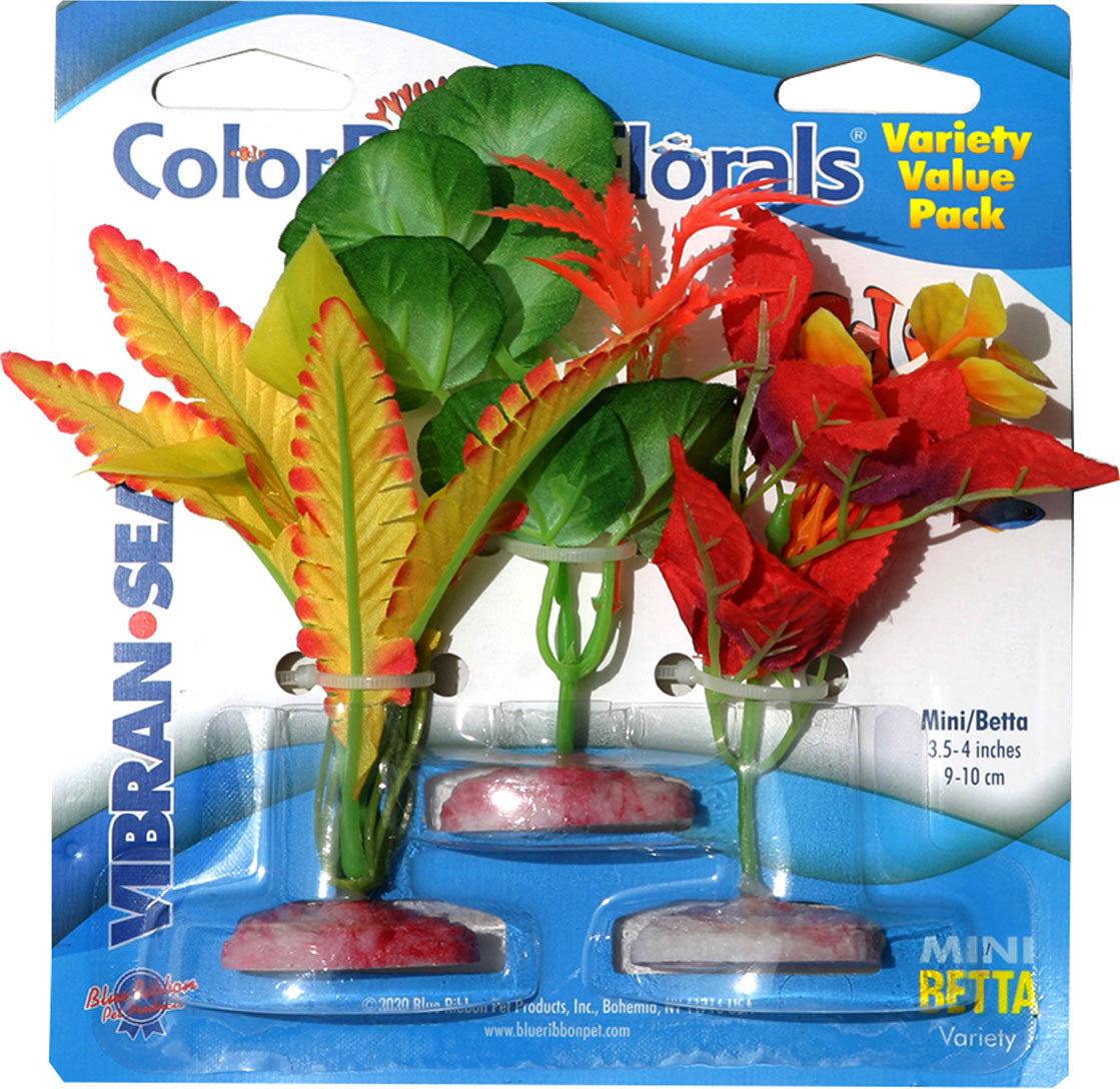Color Burst Florals Plant Variety Pack
