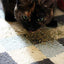Meowijuana Whisker Tickler Catnip, Chamomile & Dandelion Blend for Cats, .917...