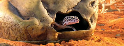 Exo Terra Gecko Cave for Reptiles and Amphibians, Large - Reptile Hideout to ...