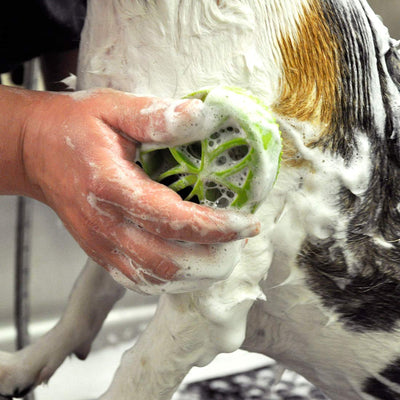 Coastal Pet Safari Comfort Grip Curry Brush for Dogs - Dog Bath and Shampoo B...