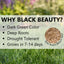 Jonathan Green (10323) Black Beauty Ultra Grass Seed - Cool Season Lawn Seed ...