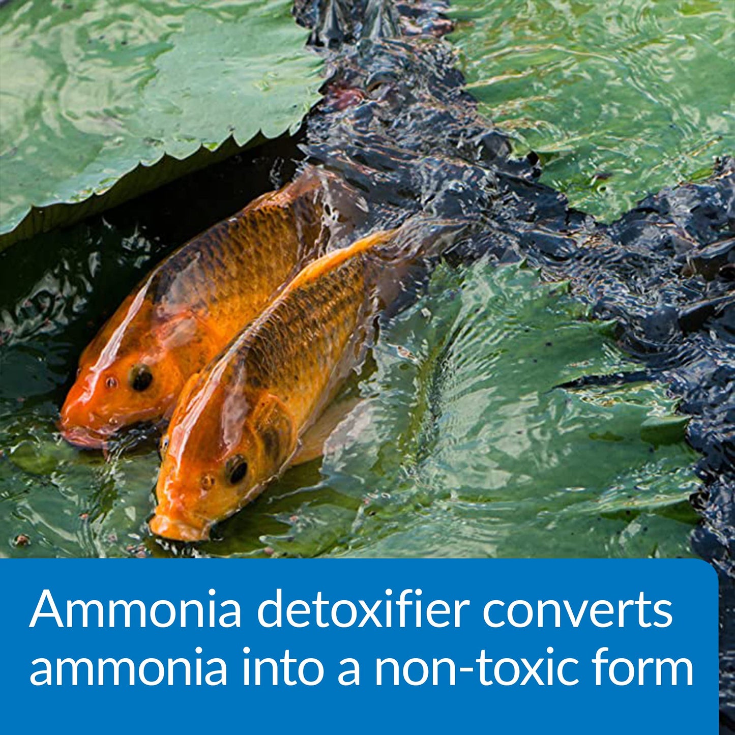 API POND AMMO-LOCK Ammonia detoxifier For Pond Water 64-Ounce Bottle