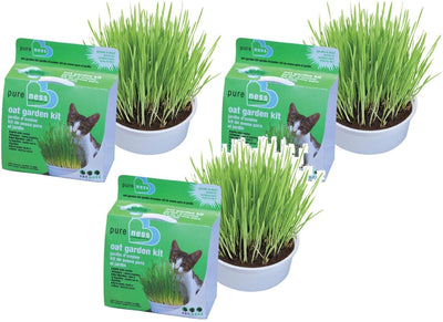 Van Ness Cat Oat Garden Kit (Set of 3)
