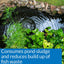 API Pond-Zyme Sludge Destroyer Pond Cleaner with Natural Pond Bacteria & Barley