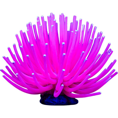 Glofish Anemone