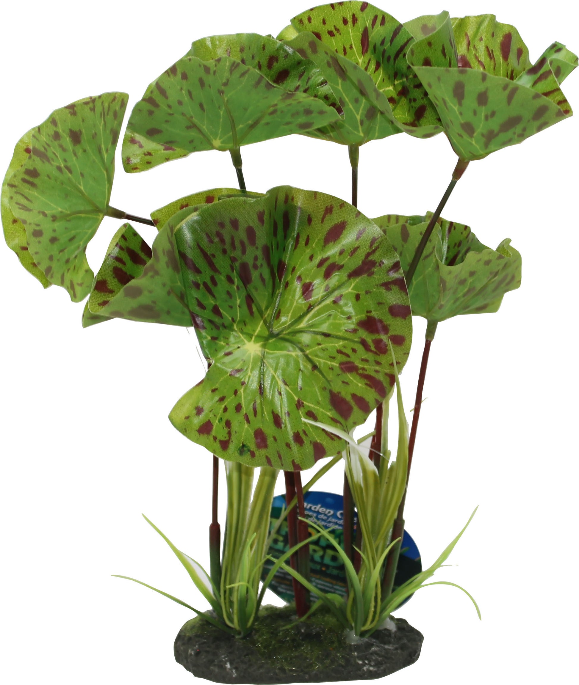 Color Burst Florals Tropical Gardens Lotus Plant