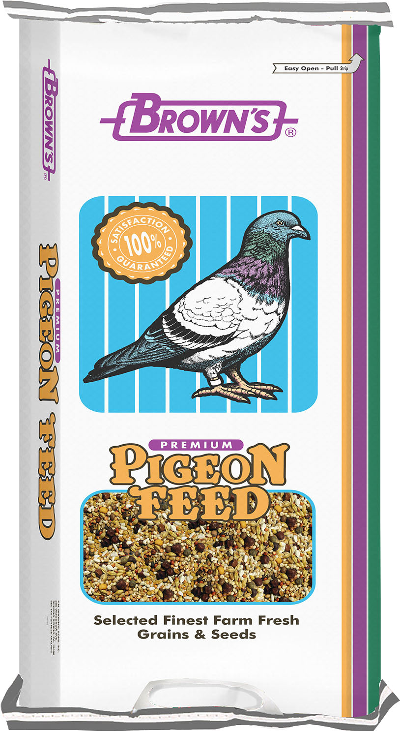 Conditioning Kafir Pigeon Food