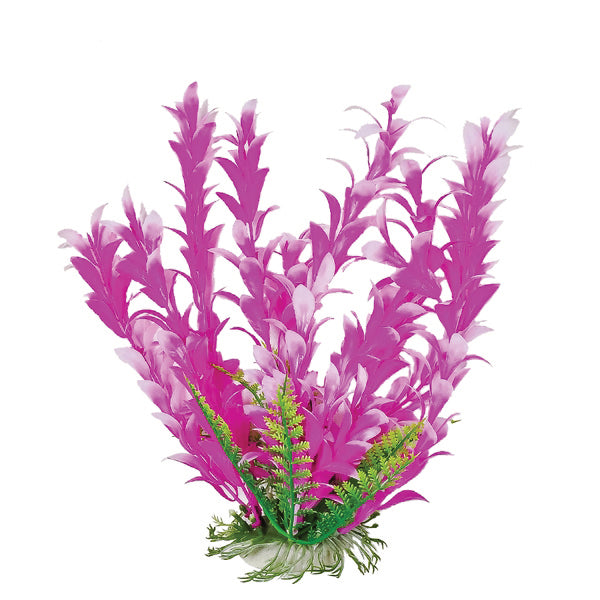 Bacopa-Like Weighted Aquarium Plant