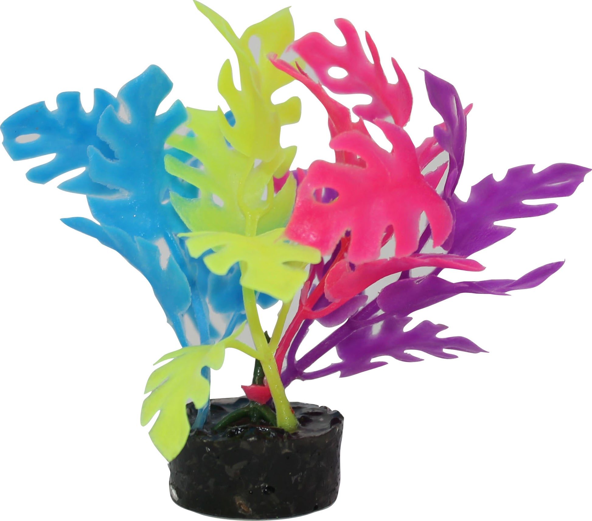 Color Burst Florals Philo Leaf Plant