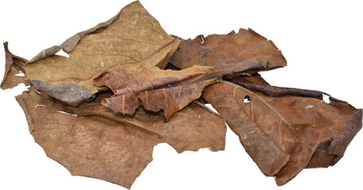 Komodo Dried Oak Leaves Bag