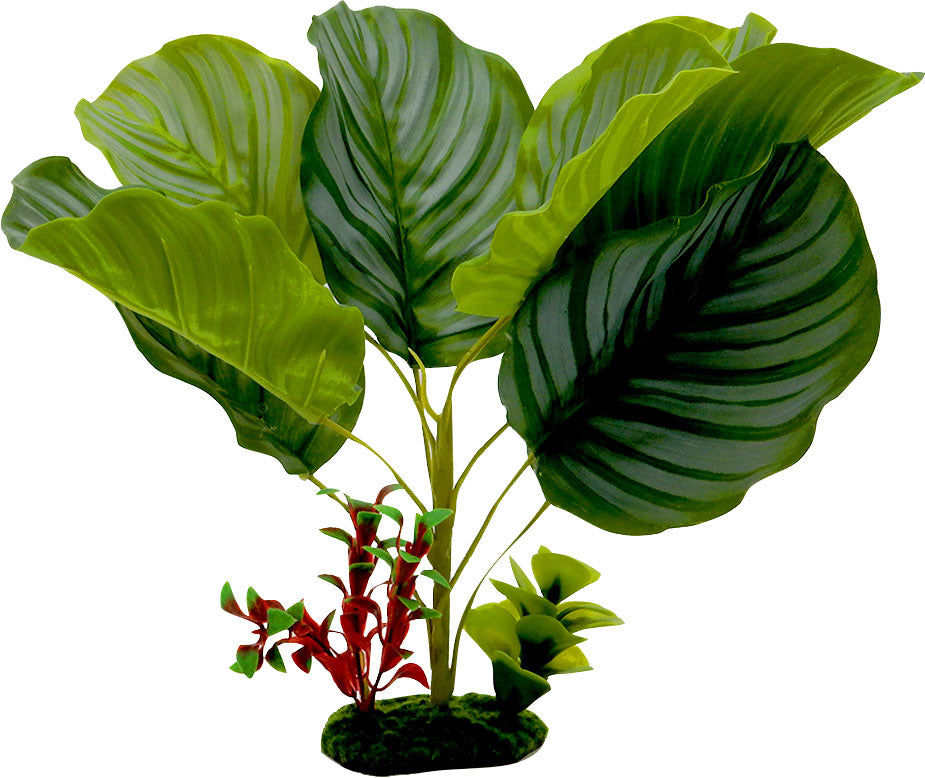 Tropical Gardens Calathea
