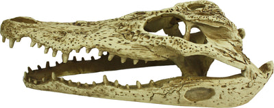 Komodo Alligator Skull