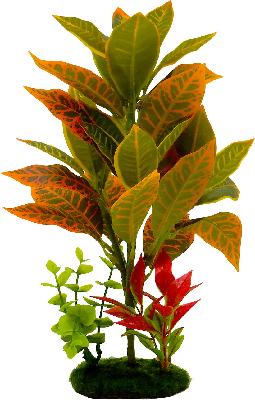 Tropical Gardens Croton Petra