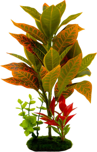 Tropical Gardens Croton Petra