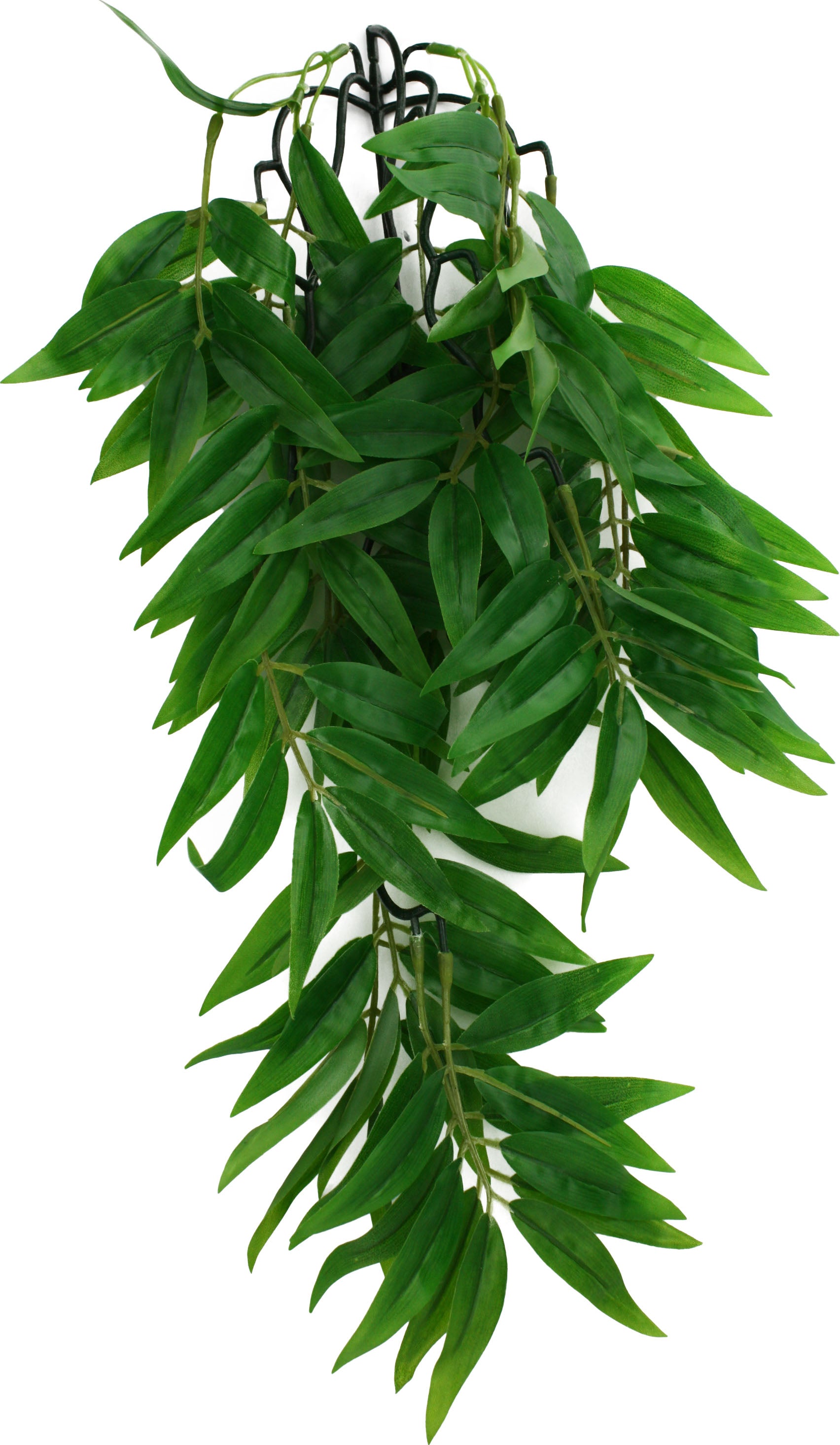 Komodo Bamboo Climbing Plant