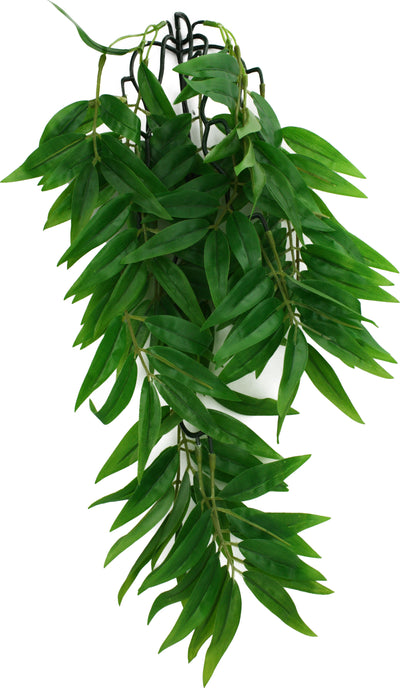 Komodo Bamboo Climbing Plant