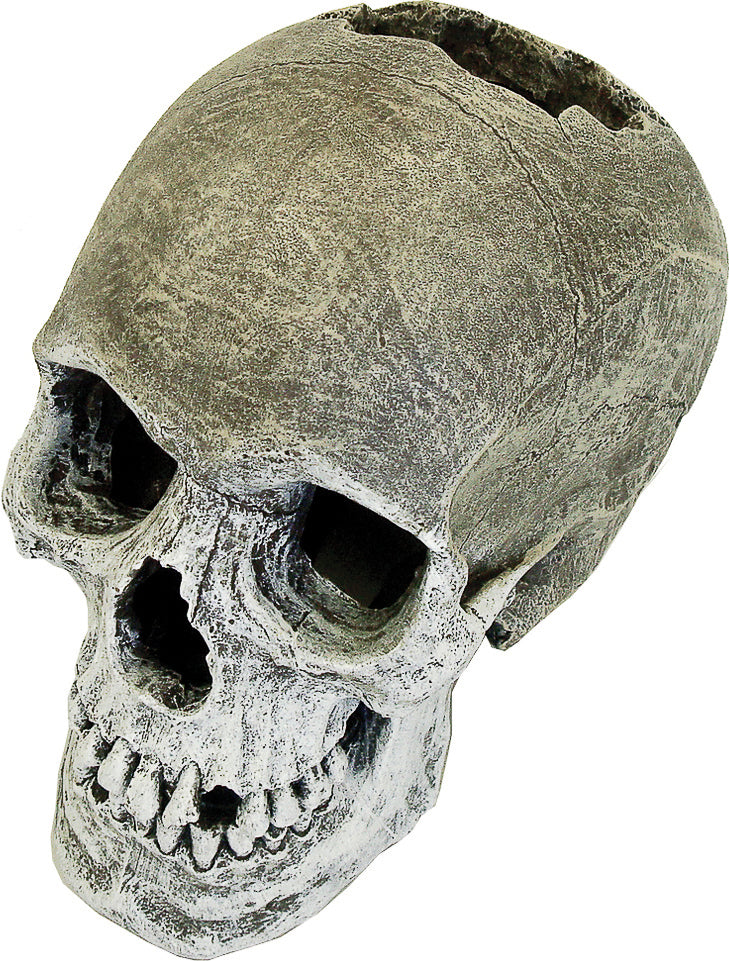 Exotic Environments Life-Like Human Skull