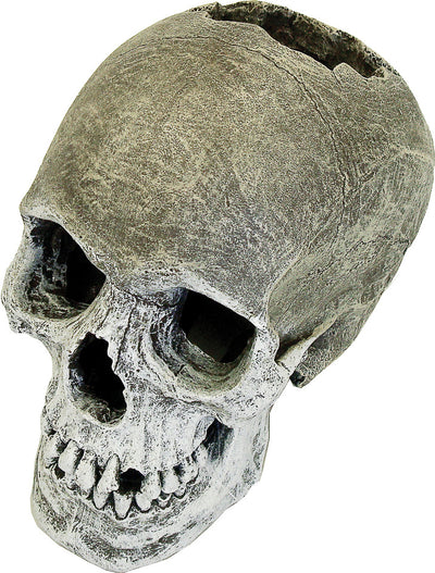 Exotic Environments Life-Like Human Skull