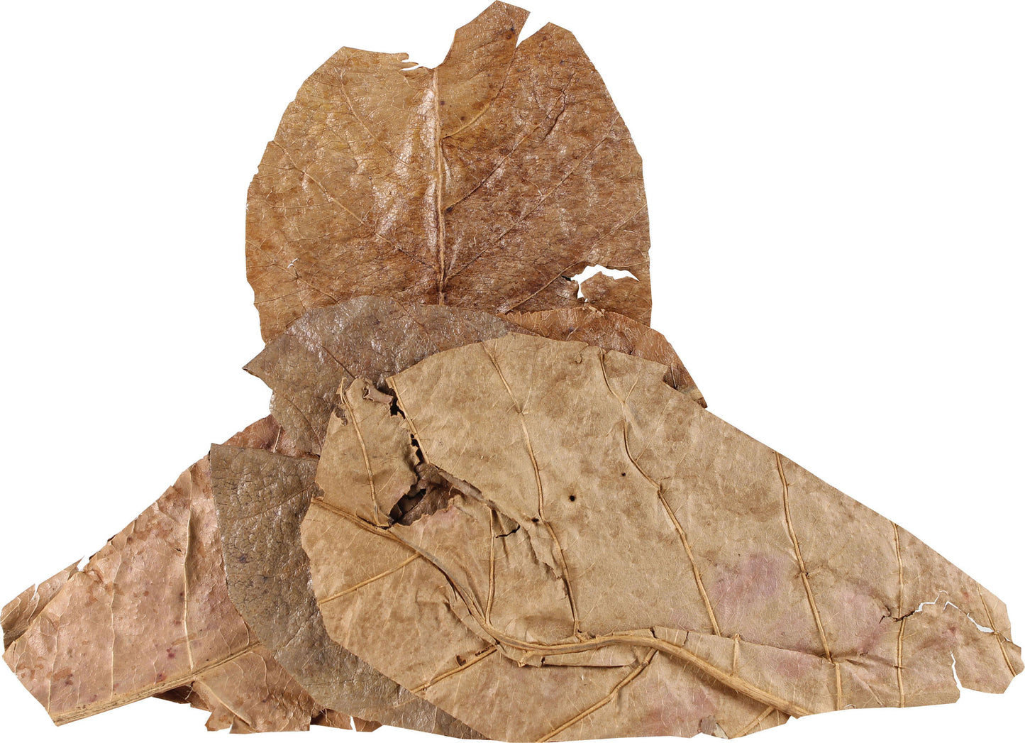 Hermit Headquarters Hermit Crab Catappa Leaves