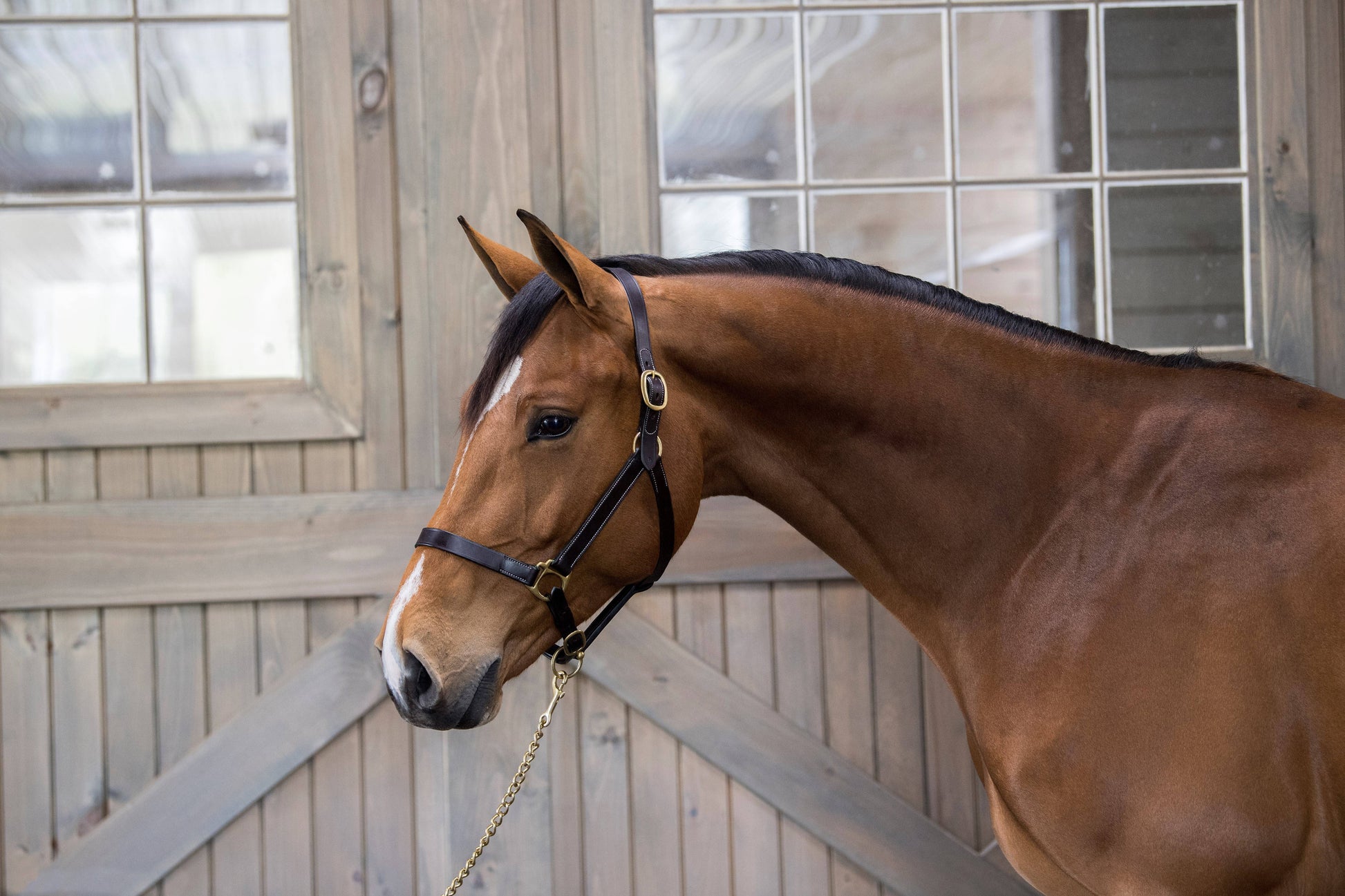 Gatsby Leather Adjustable Turnout Halter