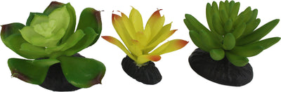 Komodo Succulent Plant