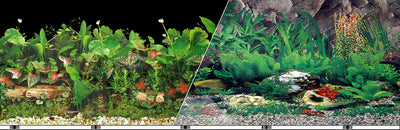 Double-Sided Tropical/Freshwater Background