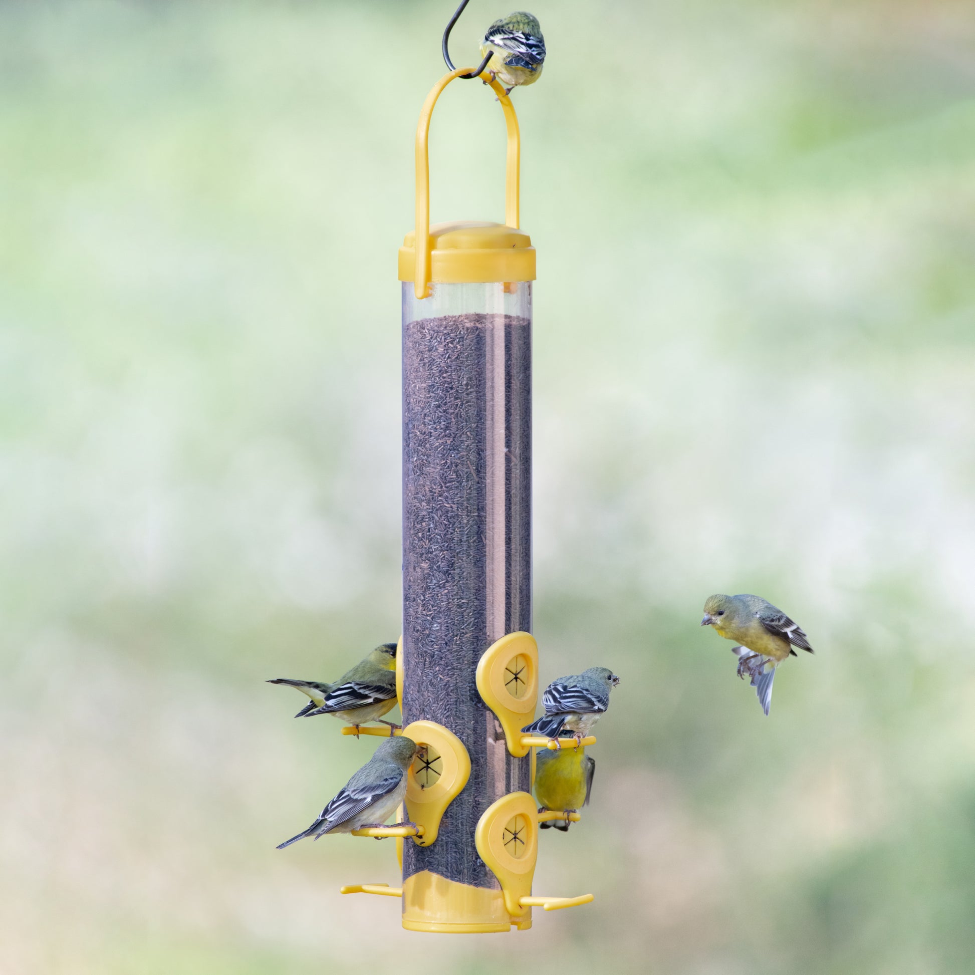 Classic Plastic Finch Feeder