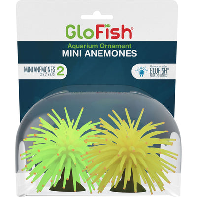 Glofish Anemone
