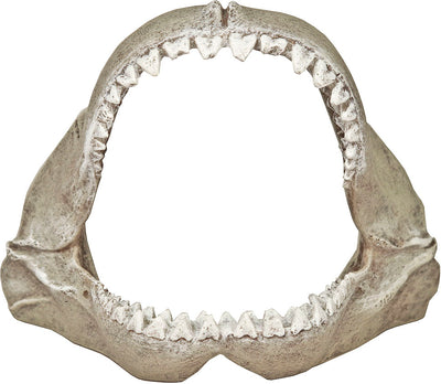 Exotic Environments Great White Shark Jaws