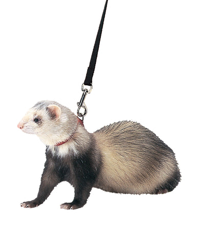 Marshall Ferret Harness And Lead