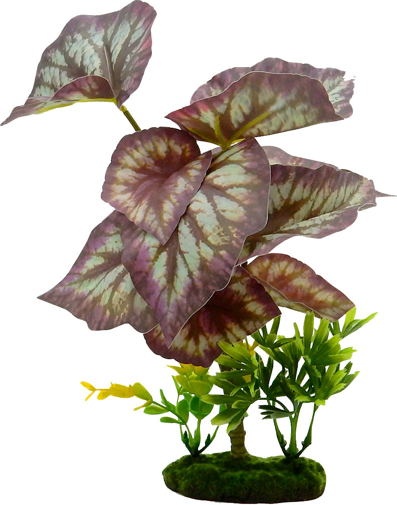 Tropical Gardens Caladium Bicolor