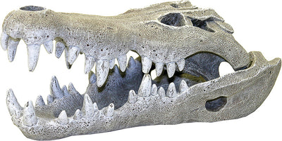 Exotic Environments Nile Crocodile Skull