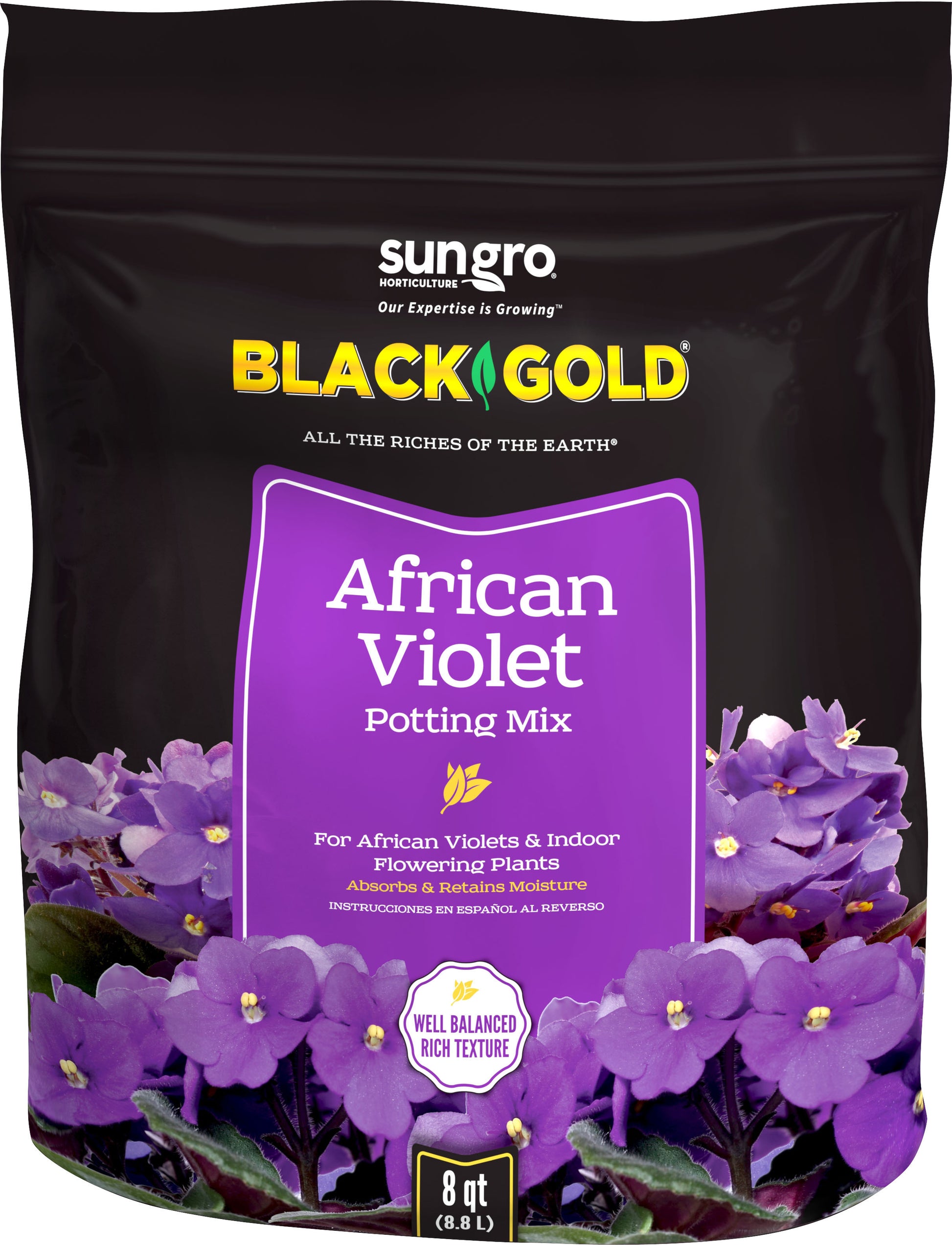 Black Gold African Violet Mix