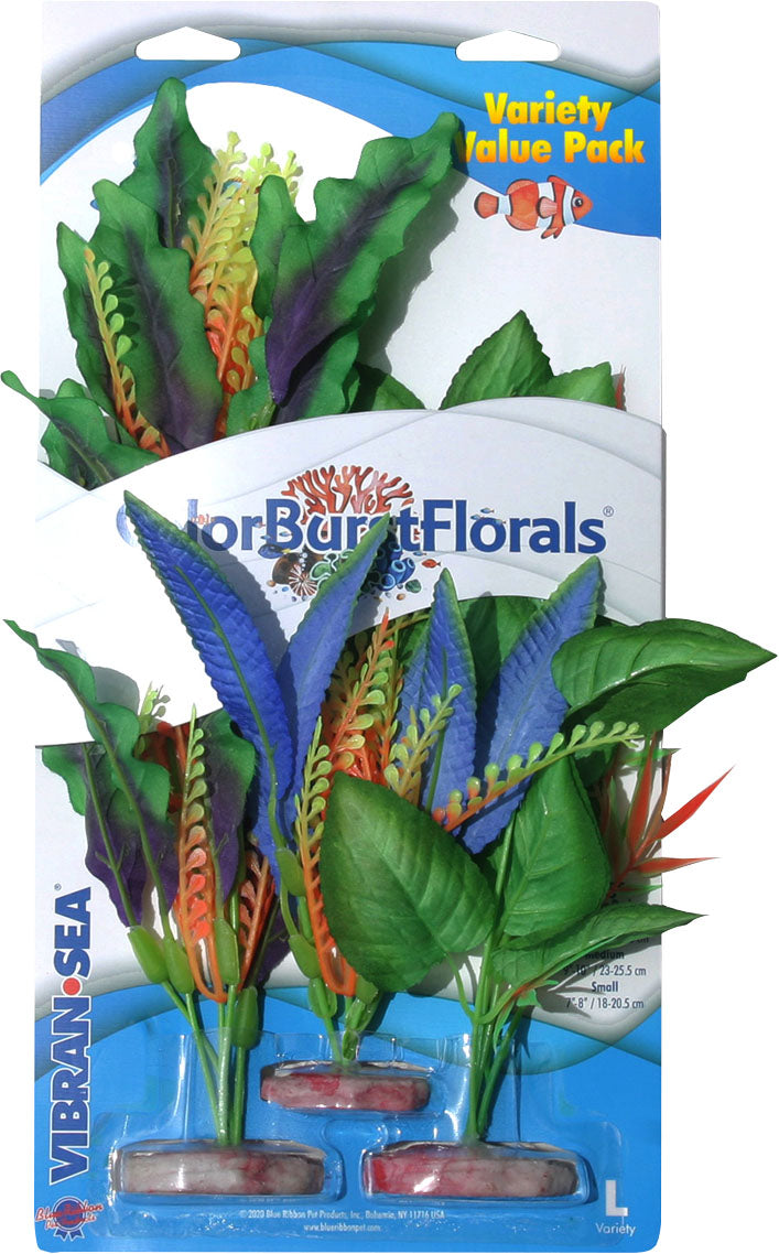 Color Burst Florals Plant Variety Pack