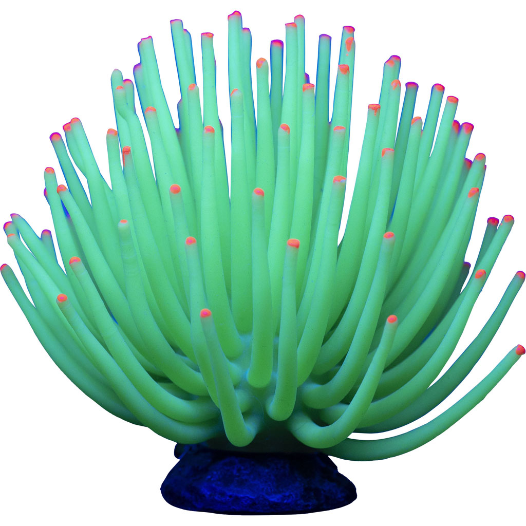 Glofish Anemone