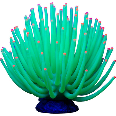 Glofish Anemone