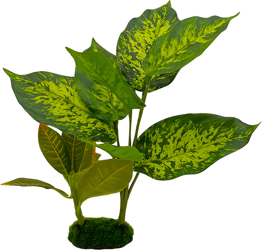 Tropical Gardens Dieffenbachia