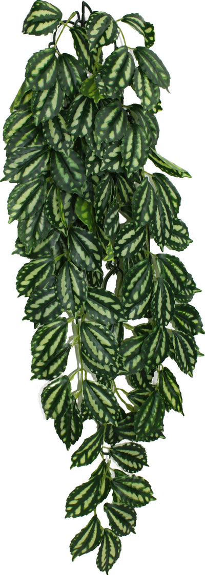Komodo Two Tone Climbing Plant