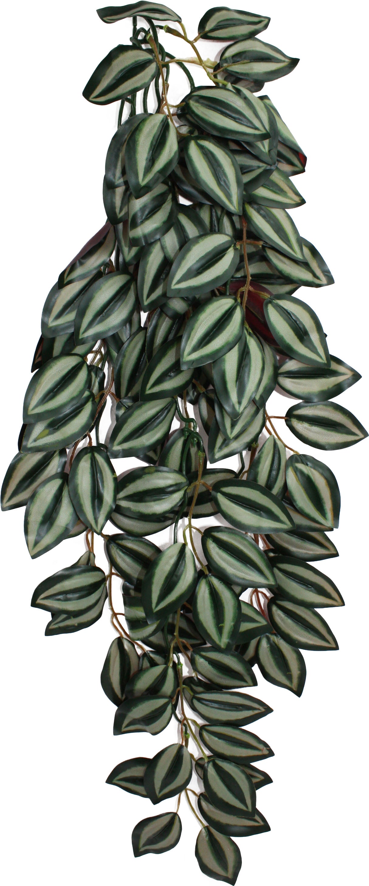 Komodo Zebrina Climbing Plant