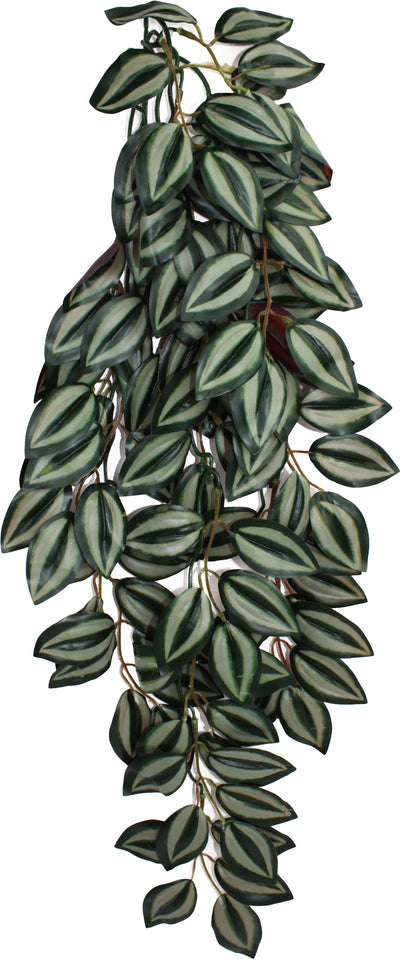 Komodo Zebrina Climbing Plant