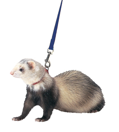 Marshall Ferret Harness And Lead