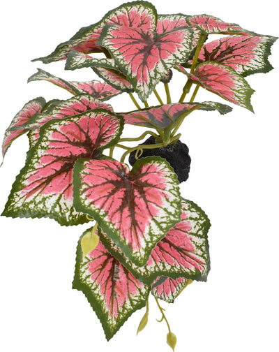 Komodo Standing Caladium Plant