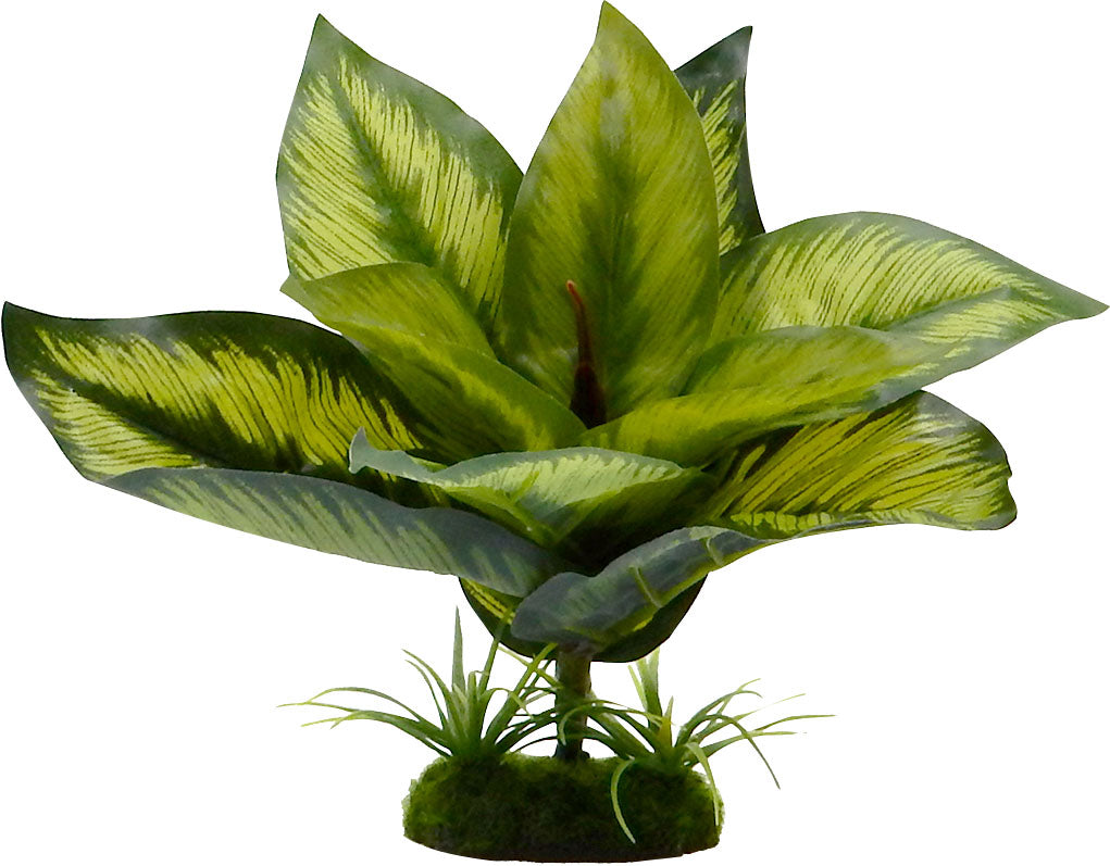 Tropical Gardens Diffenbachia