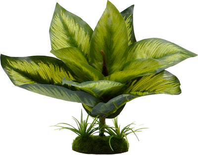 Tropical Gardens Diffenbachia