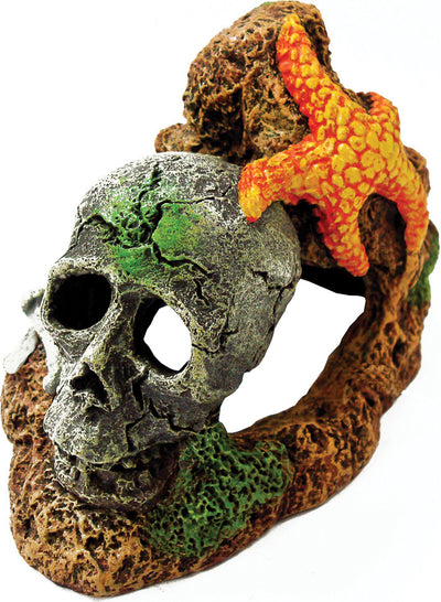 Exotic Environments Skull W/Starfish