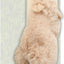 Skinneeez Teaser Wands W/Catnip