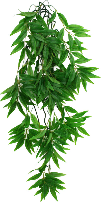 Komodo Bamboo Climbing Plant